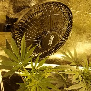What size fans are needed for proper air circulation in marijuana grow tents