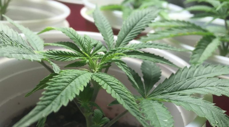 Coco Cloning How To Clone Marijuana Plants In Coco Coir Happy Pot Farmer,Bathroom Countertops