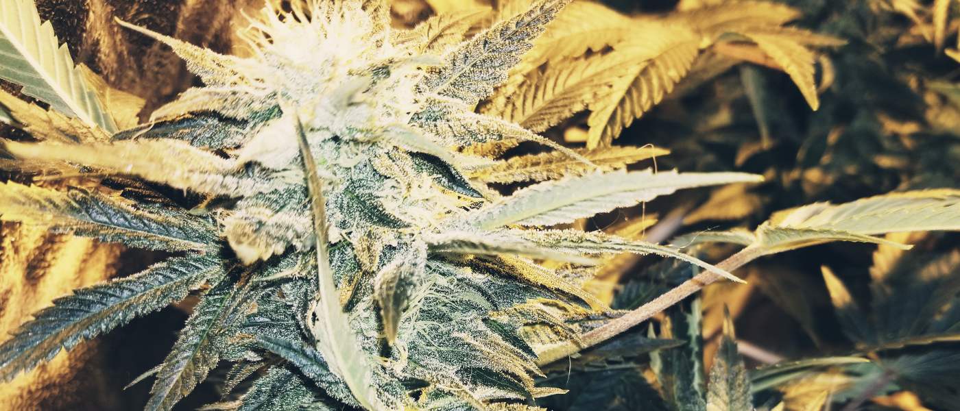 Best humidity for growing weed best humidity & temperature