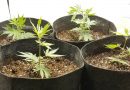 How to design and build a marijuana grow room indoors