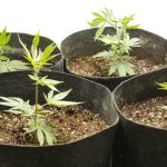 How to design and build a marijuana grow room indoors How to design and build a marijuana grow room
