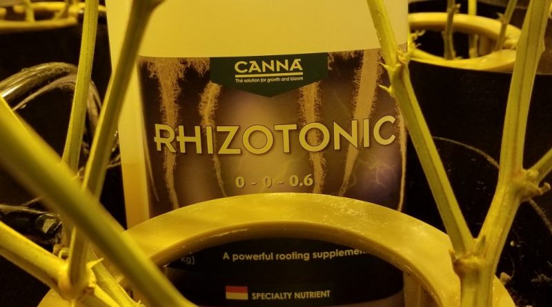 Canna Rhizotonic encourages fas and healthy root growth in marijuana plants