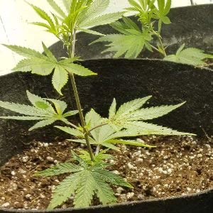 Cannabis seedlings in rockwool can easily be transplanted to coco coir or any other growing medium.