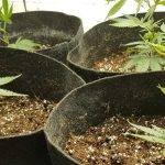 How to choose the best growing mediums for marijuana plants