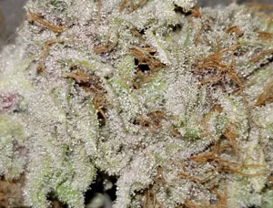Frosty bud of pink lemonade strain during curing.