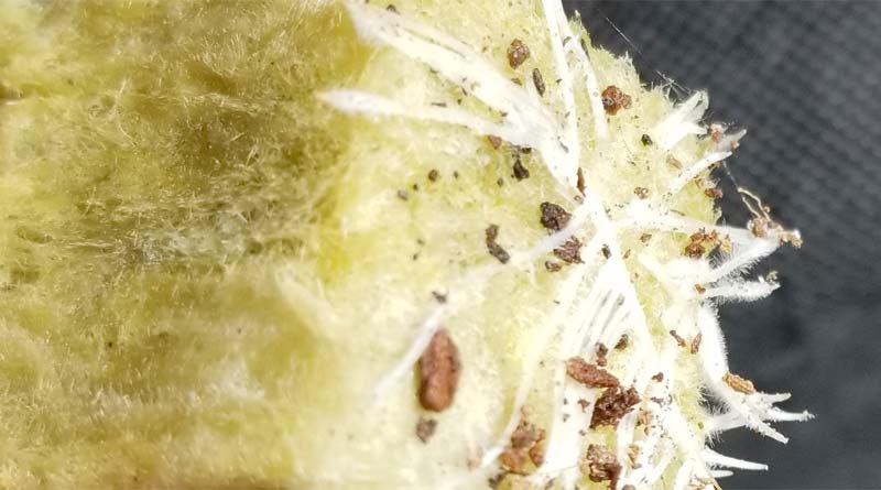 How to grow cannabis seeds in rockwool cubes to produce strong, robust roots.