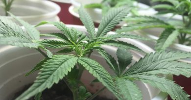Coco cloning: how to clone marijuana plants in coco coir