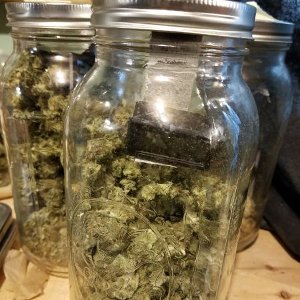 Once your weed has finished drying you're ready to begin the curing process. These jars of the AK-47 weed strain use hygrometers to monitor humidity levels throughout curing.