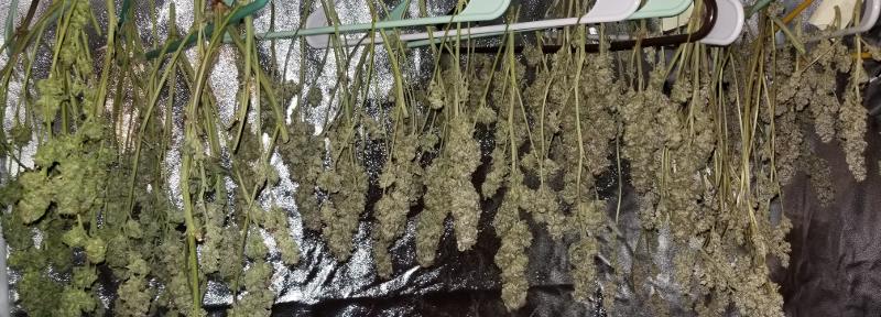 How to dry marijuana plants on coat hangers