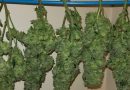 how to dry weed plants