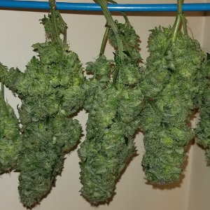 How to dry weed plants