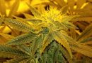 How to grow marijuana plants indoors: tips for growing weed