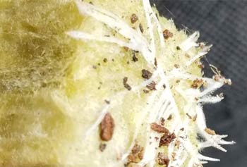 Marijuana seeds should germinate within a few days, and you'll soon see roots poking out the bottom.