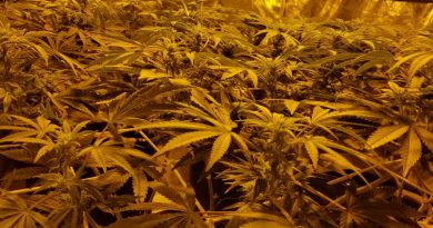 Secret Jardin Grow Tents for Marijuana