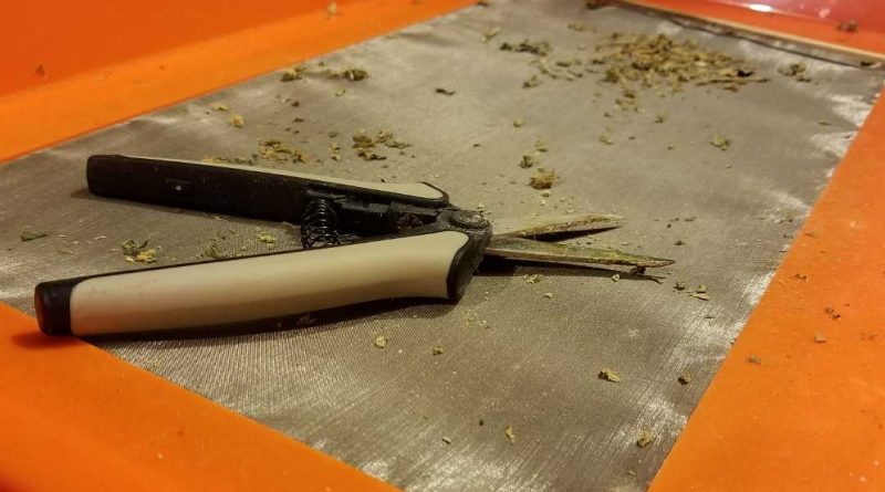 How to trim marijuana