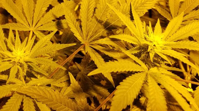How to grow marijuana indoors