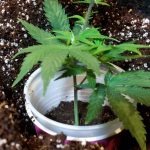 How to transplant weed clones into coco coir