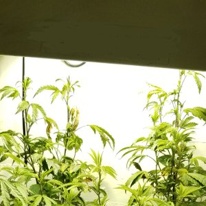 Marijuana grow lights: the best lights for growing weed