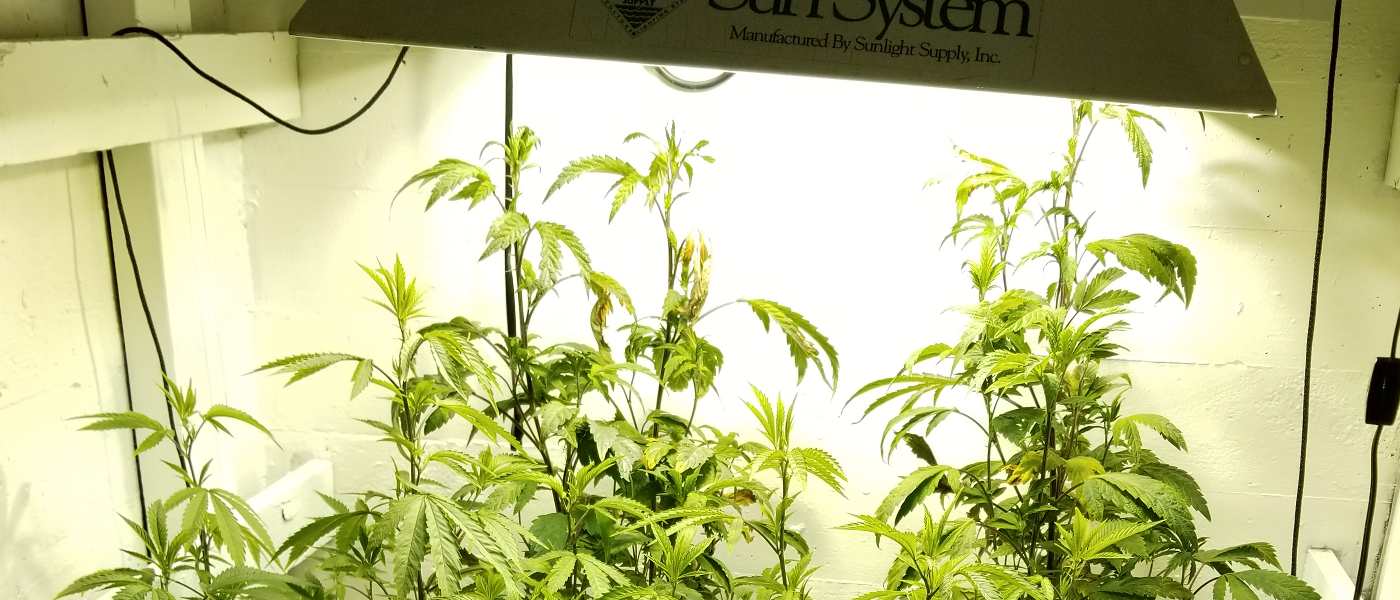 Marijuana grow lights the best lights for growing weed Happy Pot Farmer