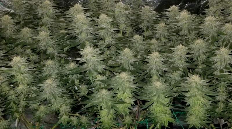 Schwazzing cannabis plants will expose lower bud sites to more light.