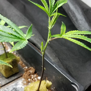 The process of taking cuttings to make clones from flowering plants is similar to making clones from weed plants in vegetation..