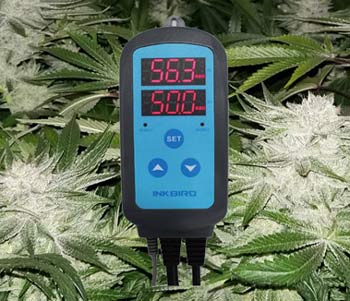 The Inkbird Humidity Controller can help maintain the perfect climate to dry weed in a grow tent.