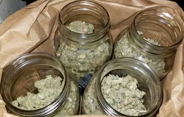 After drying this weed was placed in mason jars for curing. If it's too damp just leave the cover off in a dry room until things get within target range.