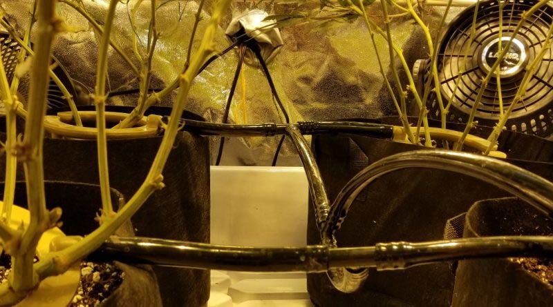 Automated watering system is perfect for a few cannabis plants in a small grow tent.