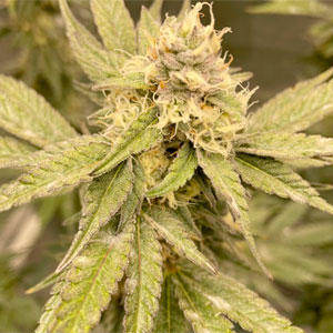 How to kill powdery mildew on cannabis plants during flowering