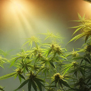 How to set up a closet to grow cannabis plants