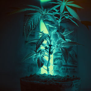 The cheapest way to grow cannabis plants