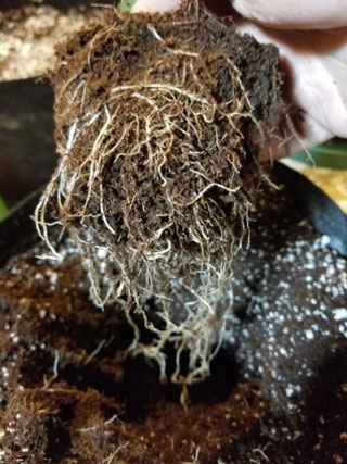 Tease the roots of the new plant so that they can grow outwards in their new container.
