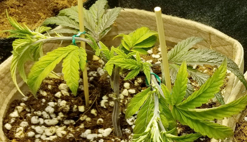 Young cannabis plants being trained with stakes for scrogging.