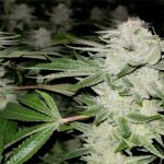 Scrog Method: A Screen of Green Growing Guide for Weed Plants