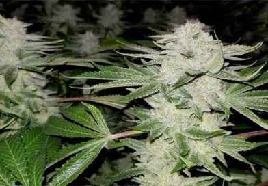 Scrog Method: A Screen of Green Growing Guide for Weed Plants