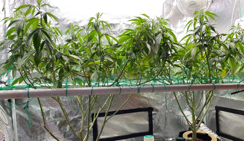 The Sundae Driver plants after defoliation. Lower growth was lollipopped and fan leaves were thinned out throughout the canopy.