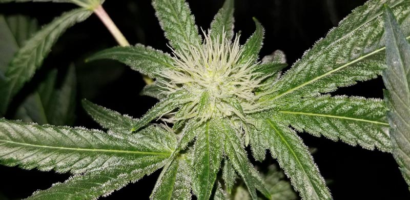 Pistil development on cannabis plants on day 22, at the start of week four of the flowering stages on an 8.5–10 week strain.