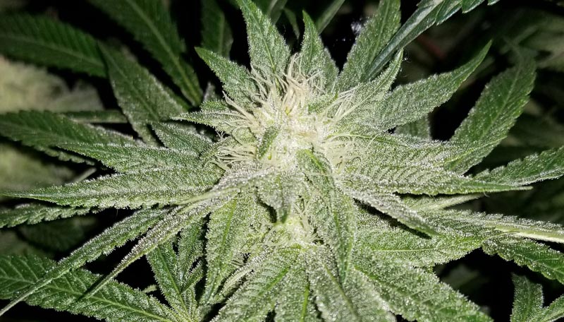Closeup of a Gorilla Glue bud looking frosty at day 33 during week 5.