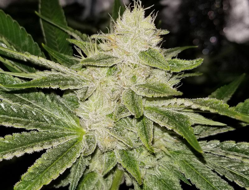 Gorilla Glue cannabis strain at day 34, the end of week five of the flowering stage.