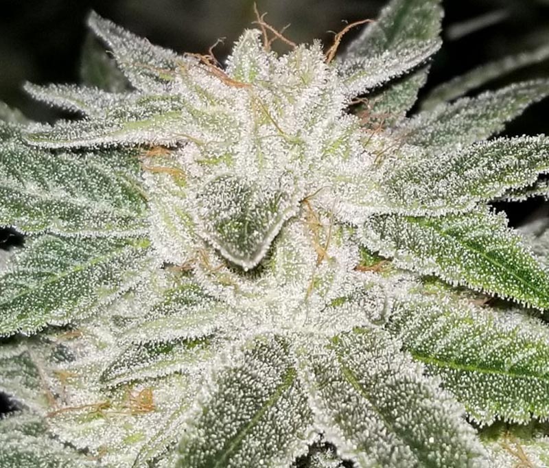 Closeup of a weed plants that is 52 days into flowering.