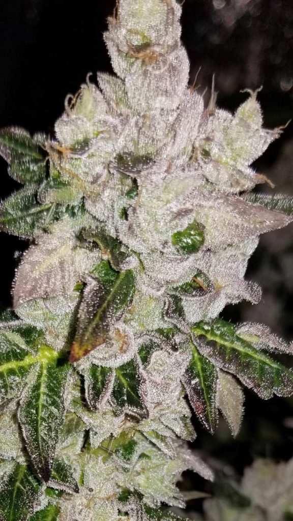 The Blissful Wizard weed strain has a 9 week flowering time. It's looking very frosty at 54 days, nearing peak potency.