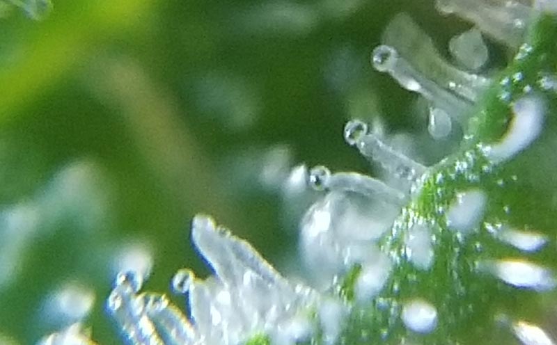 Closeup of trichomes on the last day of week 5 of flowering.