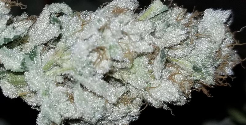 The Blissful Wizard bud after drying and curing, covered in a dense layer of trichomes.