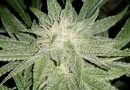 Cannabis flowering stages: a week-by-week guide
