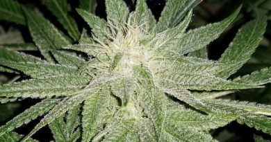 Cannabis flowering stages: a week-by-week guide