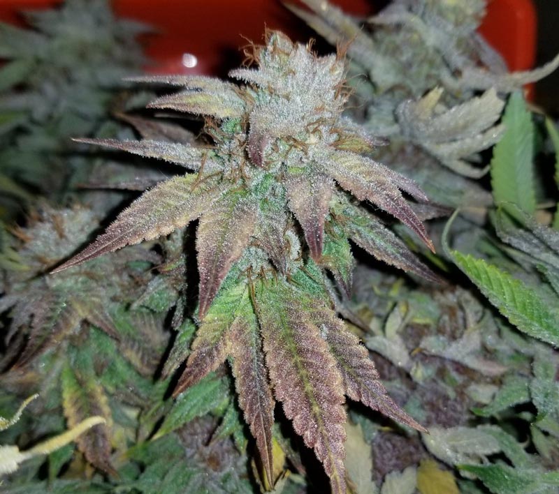 The Pink Lemonade cannabis plant on the day of harvest, in week 9 of flowering.