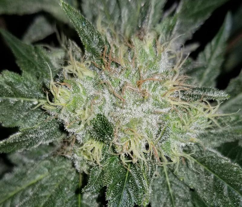 Closeup of a cannabis flower on the last day of week 5 of flowering.