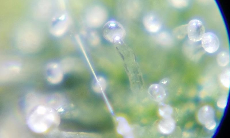 Gorilla glue trichomes in week 8 of flowering, close to the harvest window at the end of the weed flowering stage.