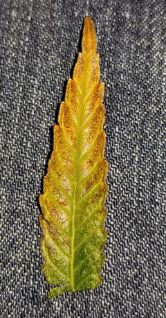 Cannabis leaf showing nutrient deficiency during flowering stage.