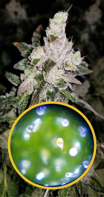 Closeup showing mostly cloudy trichome heads with some clear and amber. Taken at day 57, the first day of week 9 of lflowering on an 8 week strain.